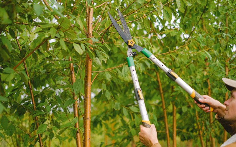 Tree trimming in Pahoa, HI